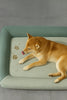 Tailnesty PawCloud™